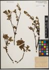 Foto von Salix waldsteiniana Willd.